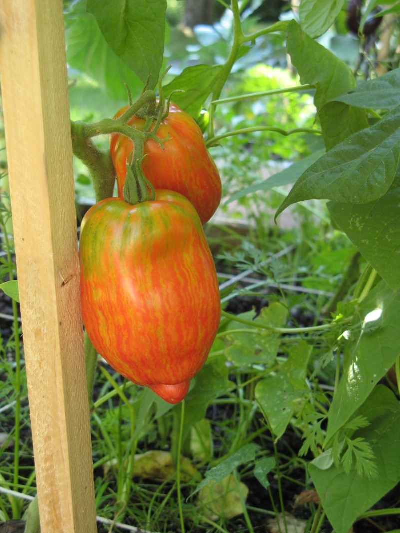 The Garden Saga of Camprn,  or The End of July & 7 Weeks Until Frost? Jul_2910