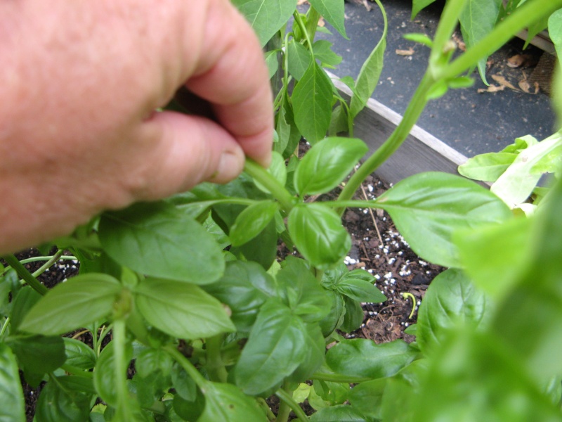 Pruning and Picking Basil  Pinchi10