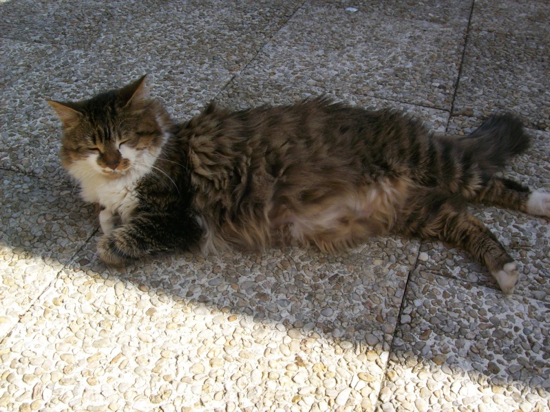 mes pachas Anjou_10