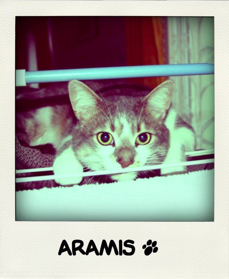 mes pachas Aramis10