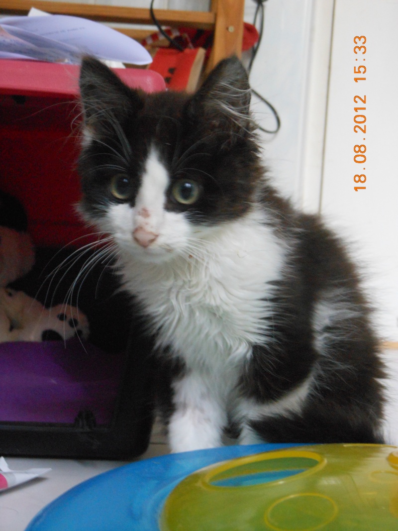 Patachou, chaton noir et blanc, né début mai 2012 Dscn1310