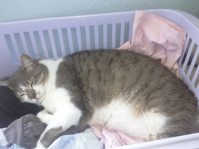 mes pachas Photo019