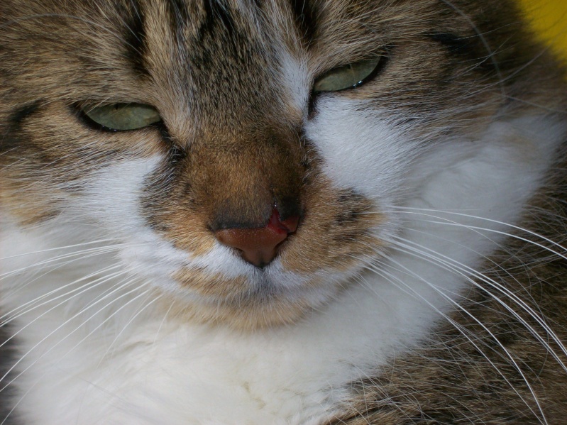 mes pachas Photo_14