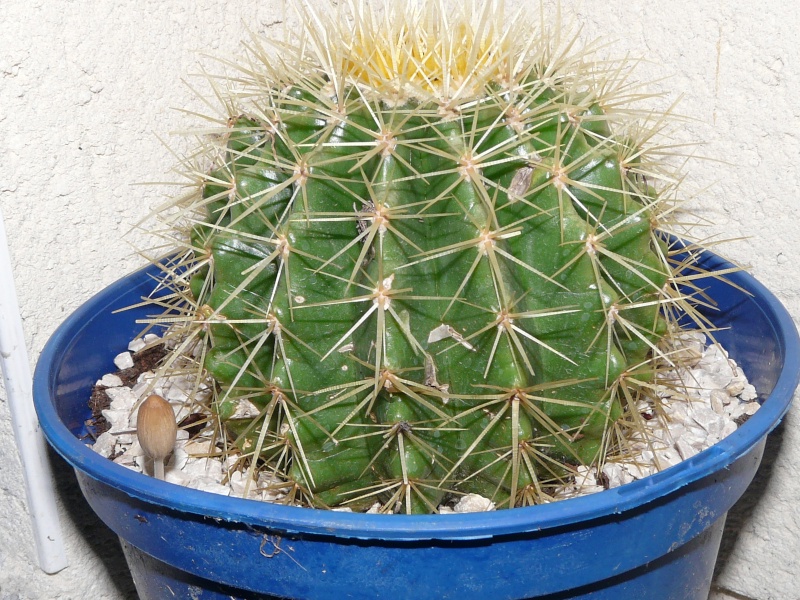 Echinocactus grusonii P1060722
