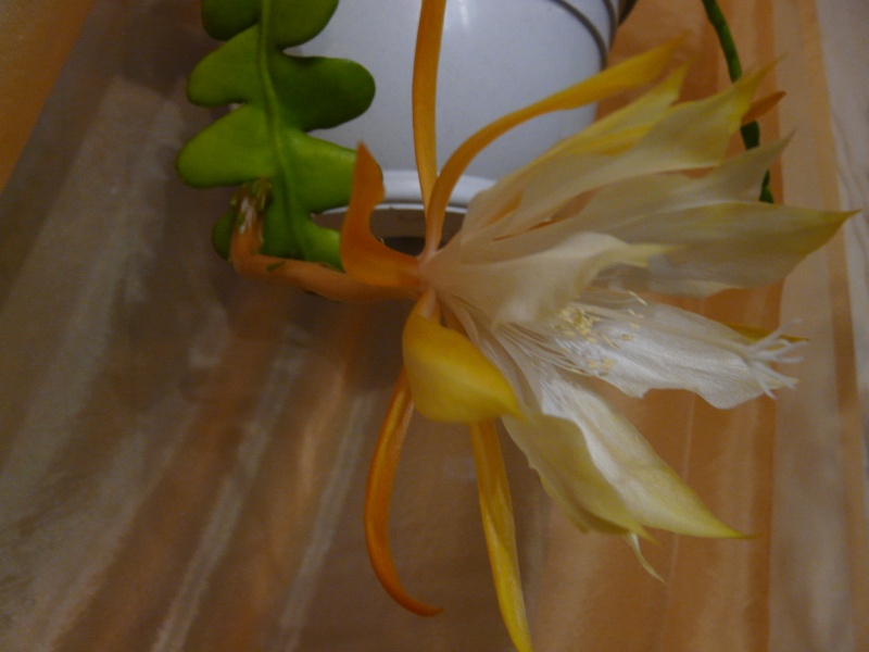 Epiphyllum anguliger P1070616
