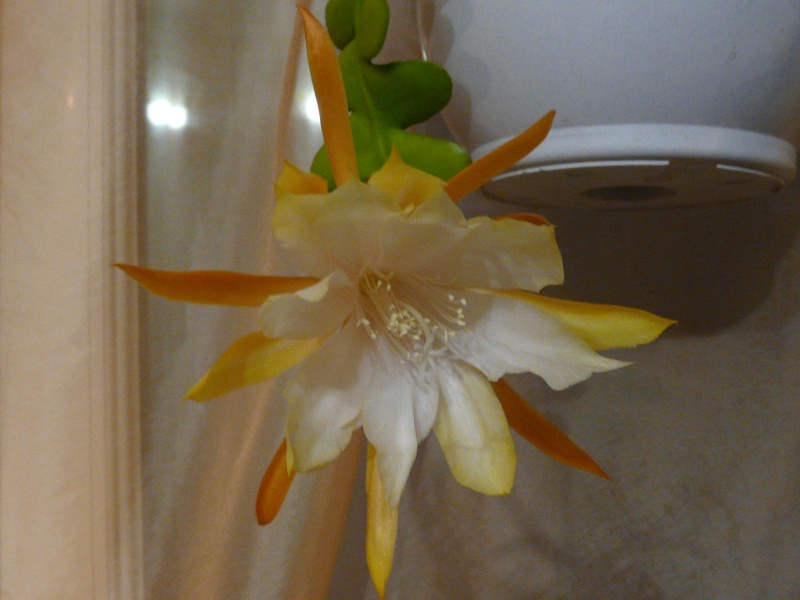 Epiphyllum anguliger P1070617