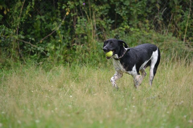 BLACK (Springer croisé Braque) 810