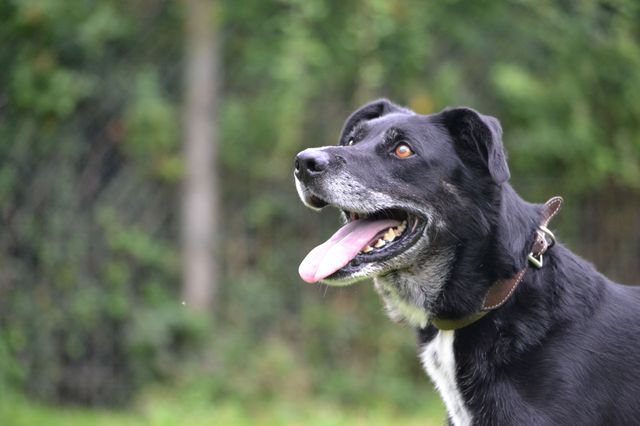 SULTAN (croisé labrador) Dsc_0117