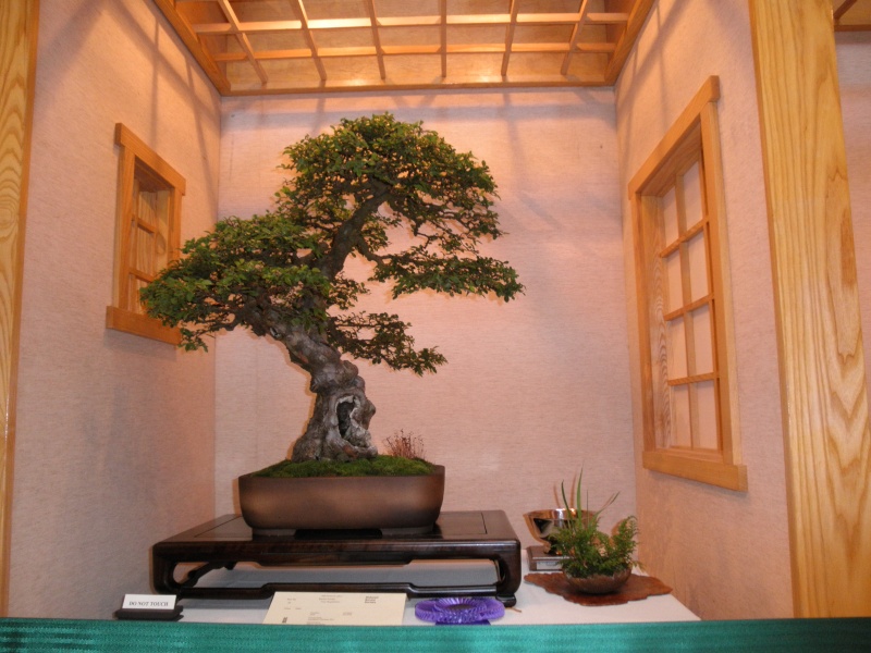 36th Annual Mid-America Bonsai Exhibit  P8180010