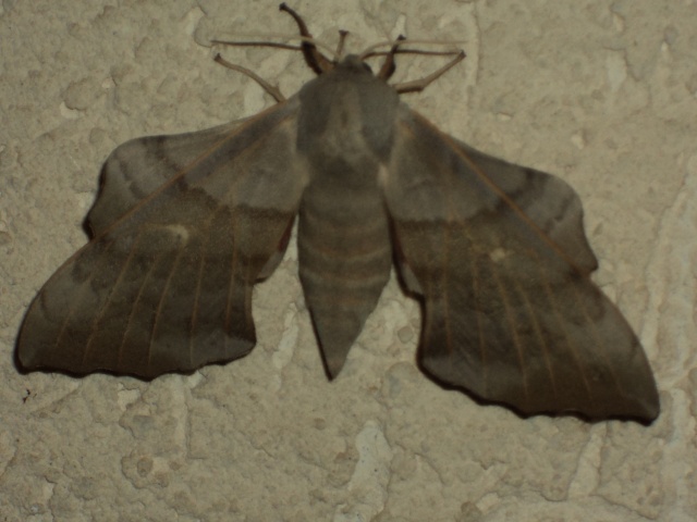 Papillon de nuit Dsc04411