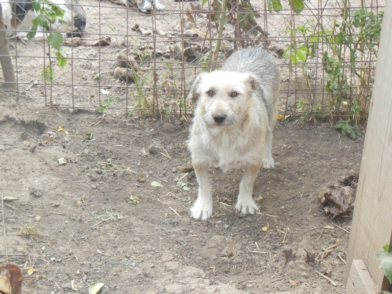 THORIA - griffon 5 ans - Asso Arche d'Eternité - en fa (10) Pict1148