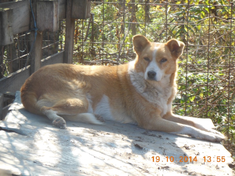 Urgent - YELLOU - x  12 ans (x berger/akita ?)  (5 de refuge) Arche d'Eternité - Lenuta (Roumanie) Pict1424