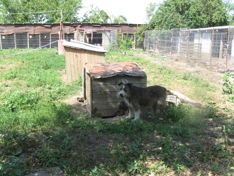 FOXIE - x griffon 7 ans - Arche d'Eternité  - Lenuta (Roumanie) Pictu341