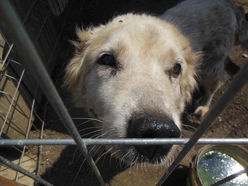  JUDY - x golden retriever  13 ans - Asso Arche d'Eternité - en fa 91 Pictu702