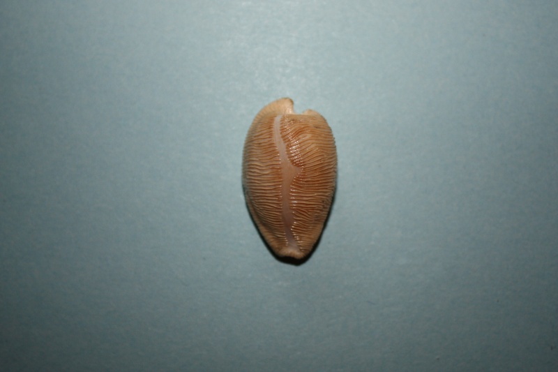 Cypraeovula capensis capensis (Gray, 1828) 1-cypr10
