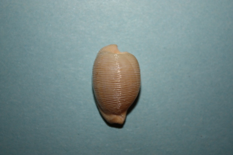 Cypraeovula capensis profundorum Seccombe 2003 10-cyp10