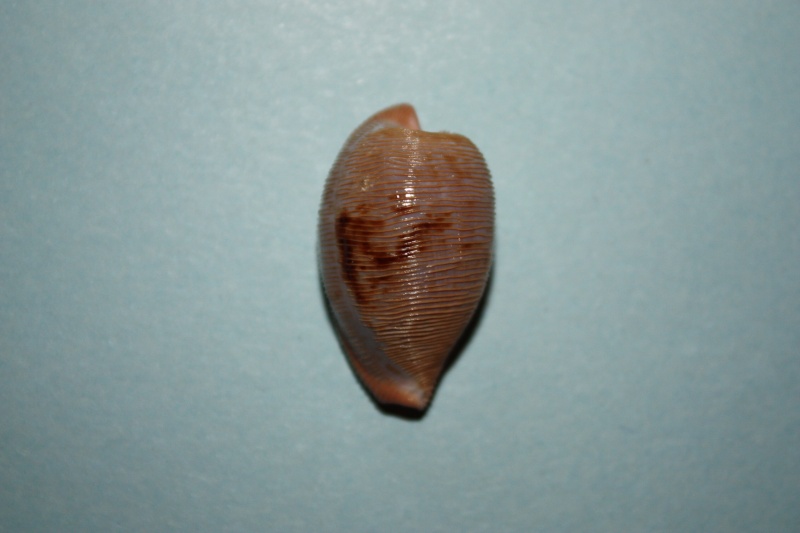 Cypraeovula capensis gonubiensis Massier, 1993 14-cyp11