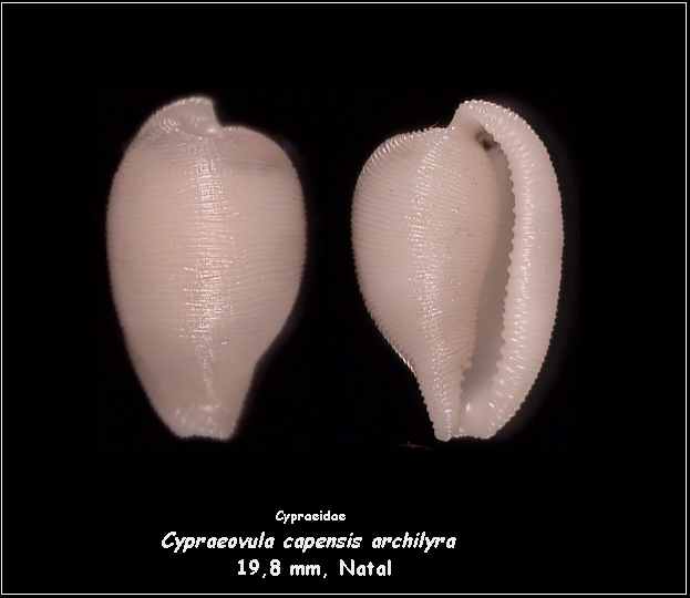 Cypraeovula capensis archilyra Van Heesvelde & Deprez, 2006 22510