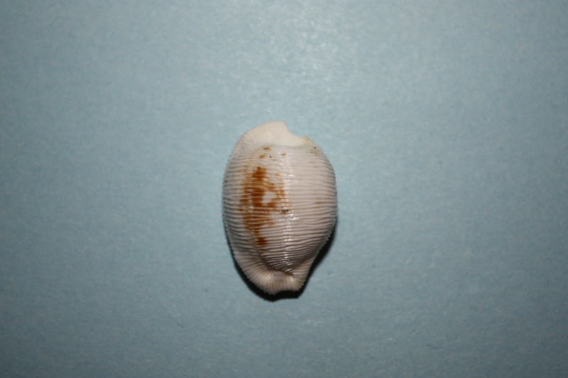 Cypraeovula capensis gorda Van Heesvelde & Deprez, 2006 8_cypr10