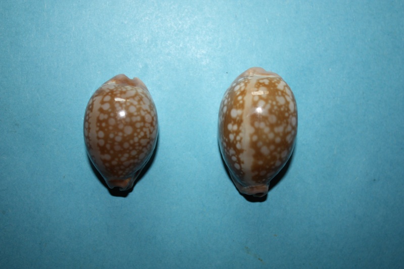 Callistocypraea nivosa - (Broderip, 1827) - Page 2 Img_3814