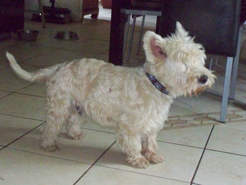 Tobby westie 12 ans  - Page 6 00210
