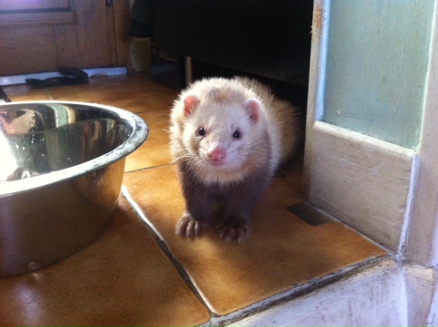 Léon - Fa Allison / partenariat sos animaux pecquencourt Laon110