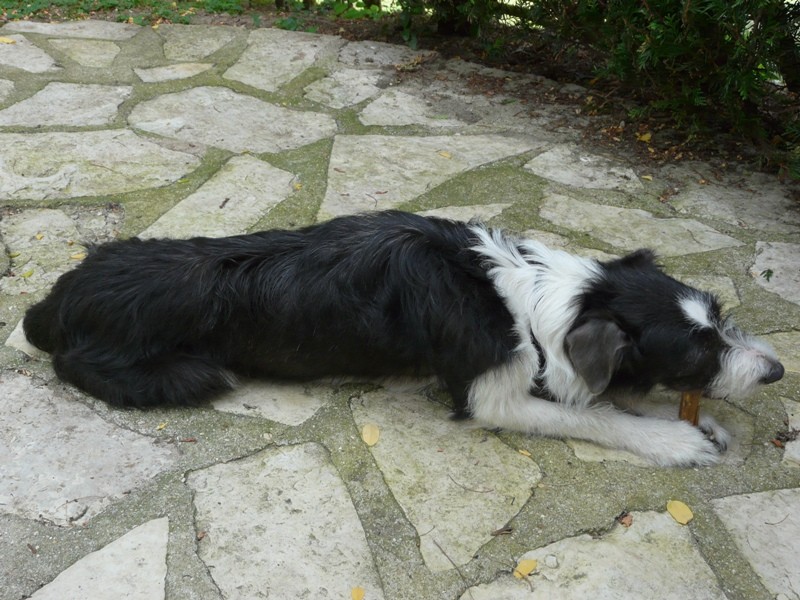 label chienne x griffon/border collie - Page 4 P1000726