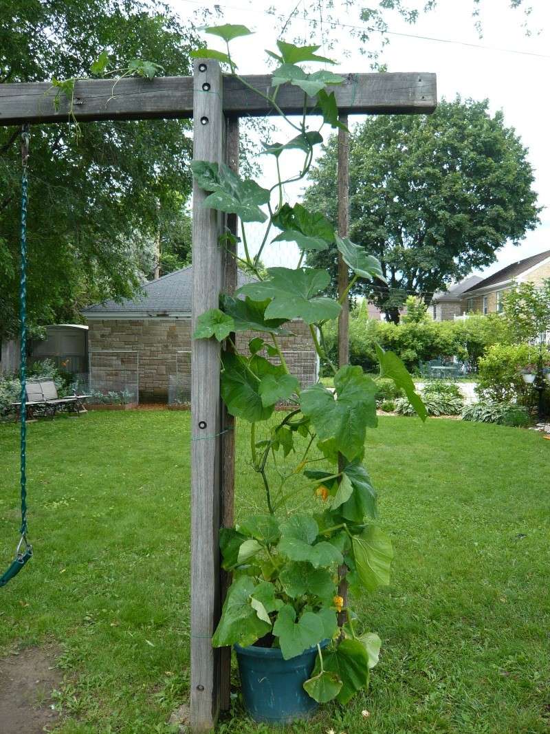 Pumpkin and Garden P1010912