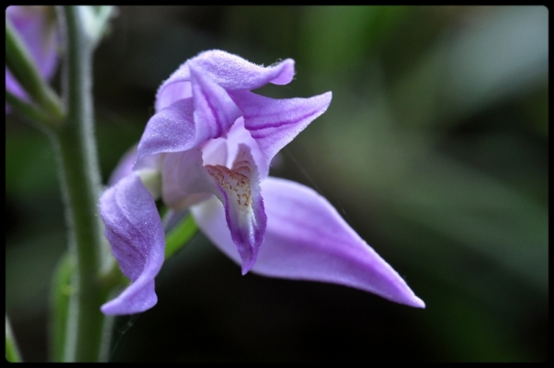 Ma première saison orchidophile ! 1511