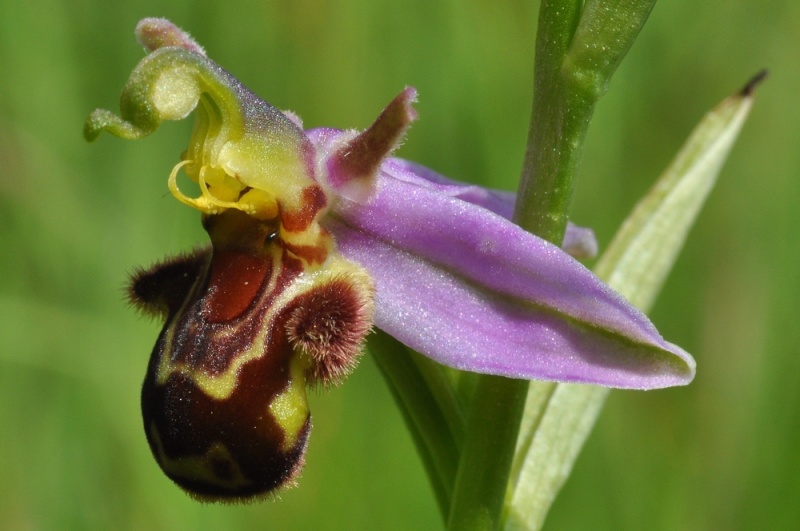 Autogamie Ophrys apifera 17410