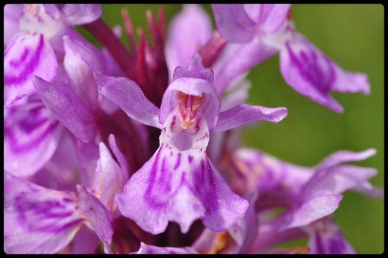 Ma première saison orchidophile ! 2210