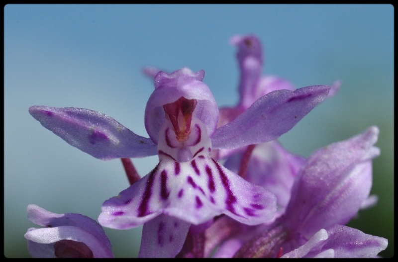 Ma première saison orchidophile ! 2410