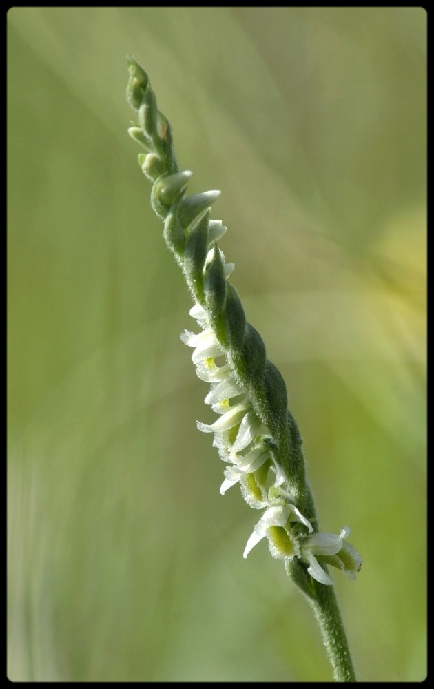 Ma première saison orchidophile ! 4610