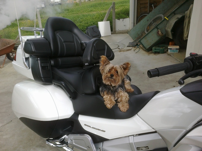 Transport Chien et Goldwing 14042010