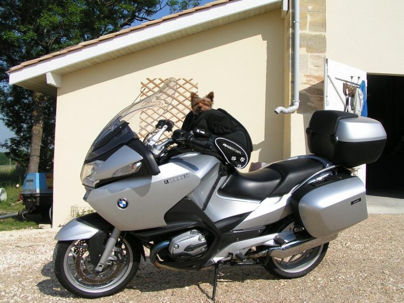 Transport Chien et Goldwing Tyoenm10