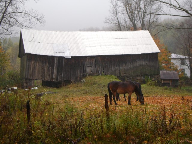 Le cheval et sa vieille grange Grangr10