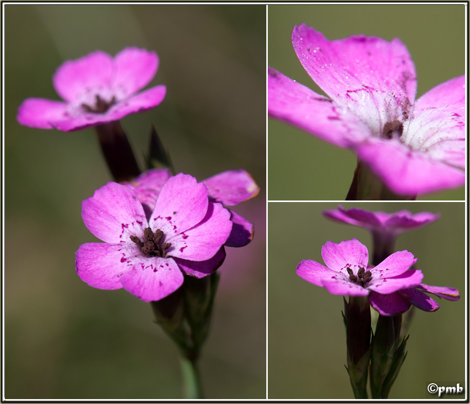 Flore, Insectes et Papillons du Haut-Var (juillet 2014) Chaite13