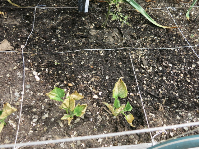 Tomato, Cucumber and Pumpkin Plant Problem Tomato12