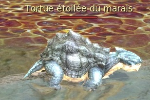 Niv.12 : Un marchand honnête Tortue11