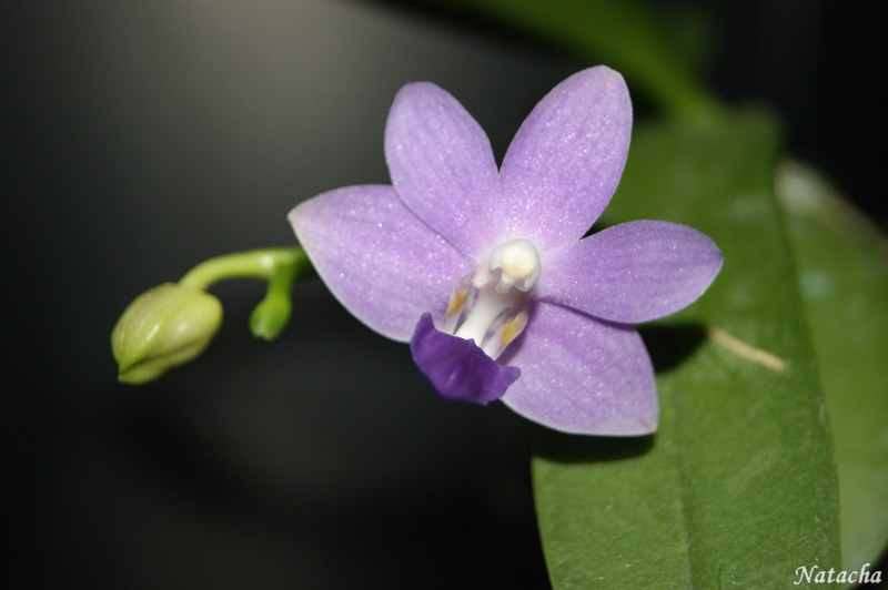 Doritaenopsis Purple Martin Dsc04010