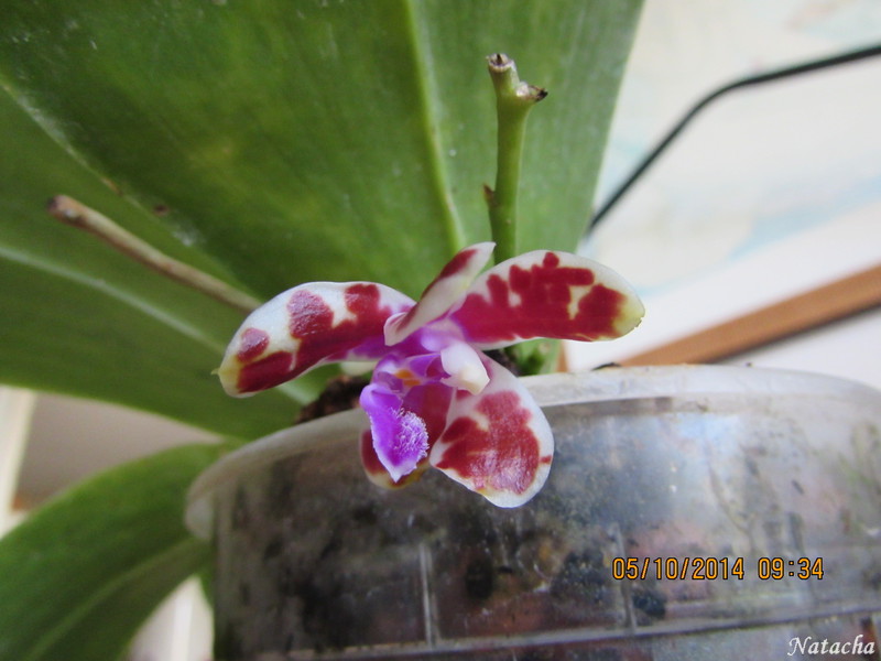 Phalaenopsis mariae Img_0512