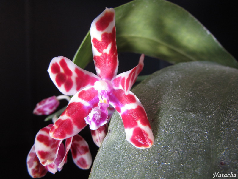 Phalaenopsis mariae Img_0711