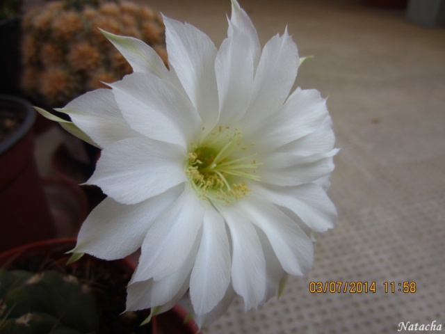 Echinopsis subdenudata Img_3520