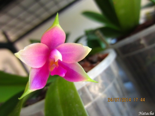 Phalaenopsis violacea Img_4410