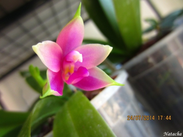Phalaenopsis violacea Img_4411