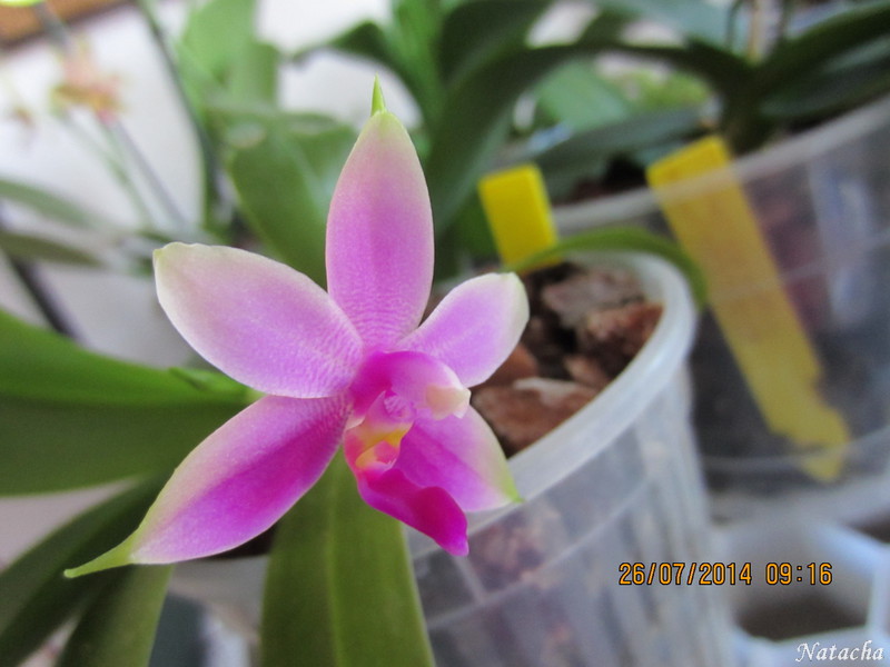 Phalaenopsis violacea Img_4413