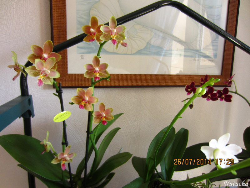 Phalaenopsis 'Tzu Chiang Balm Img_4415