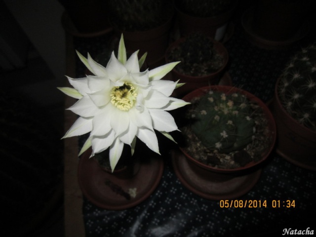 Echinopsis subdenudata Img_4911