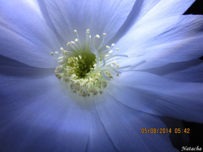 Echinopsis subdenudata Img_4918