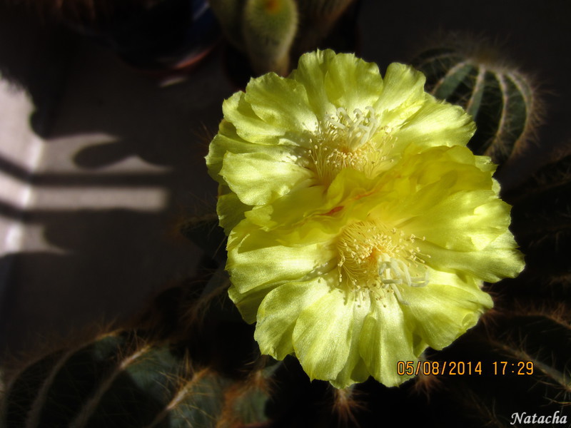 Notocactus magnificus, Parodia magnifica Img_5111